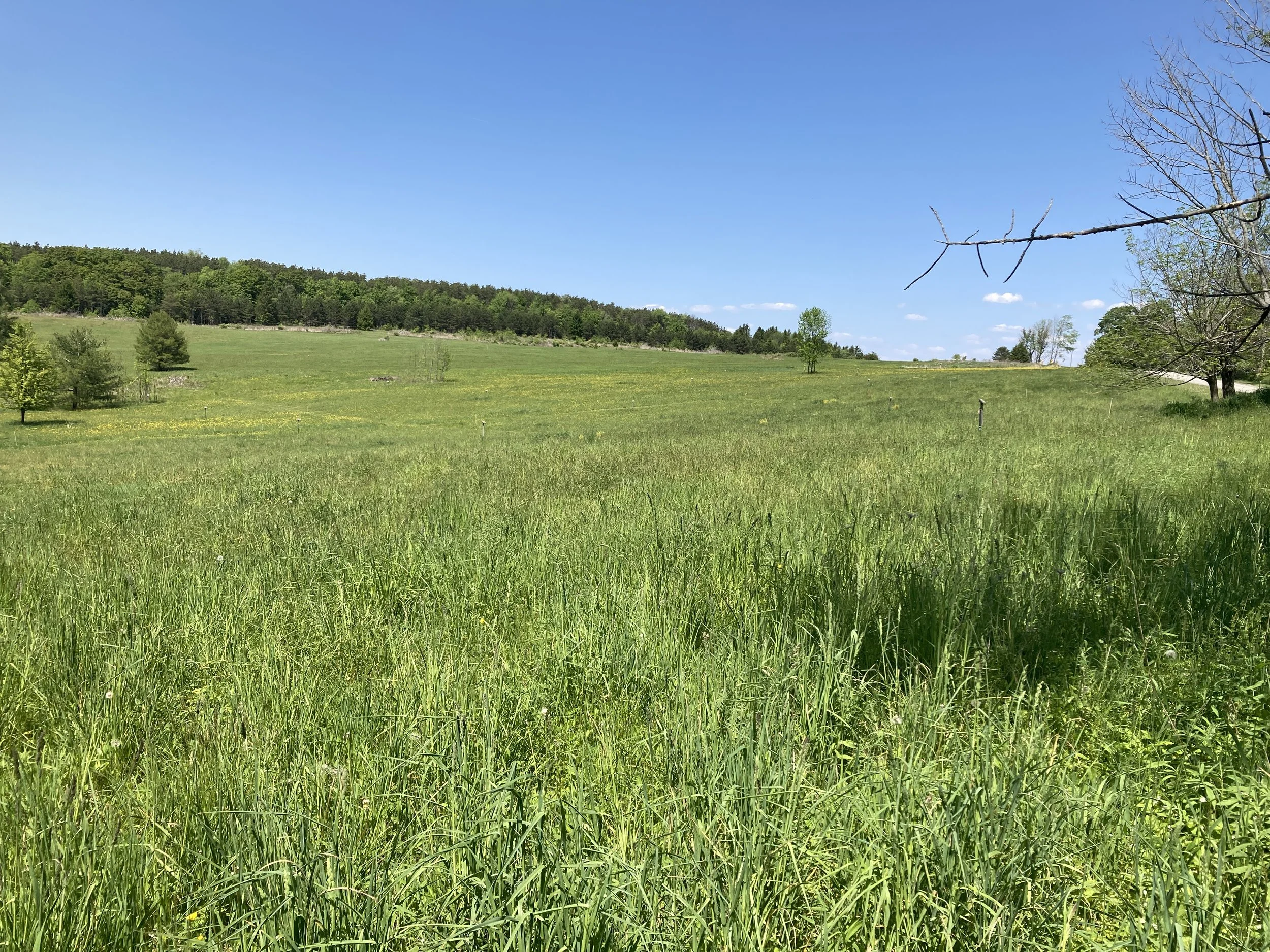Harrier Meadow looking northeast