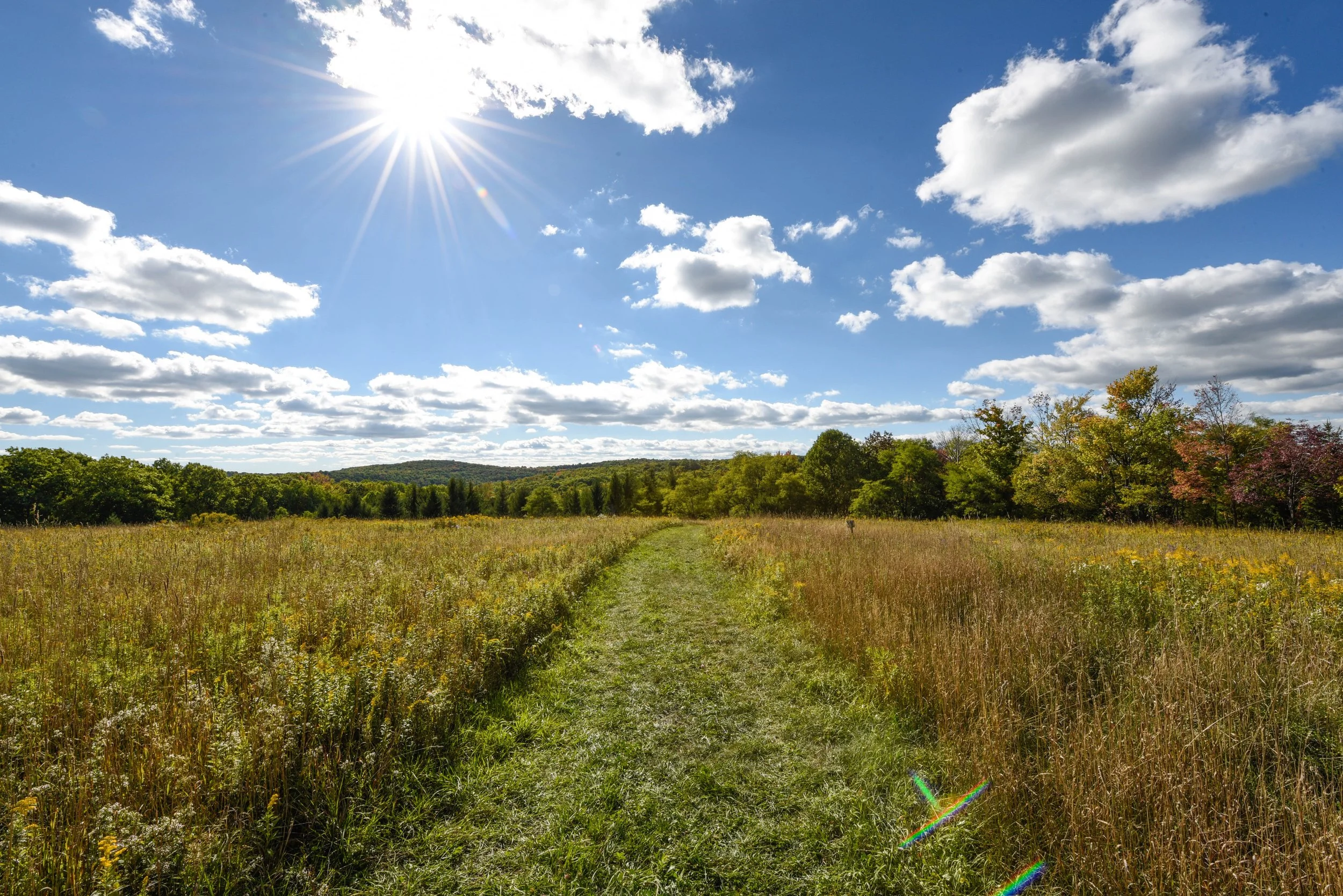 West Meadow