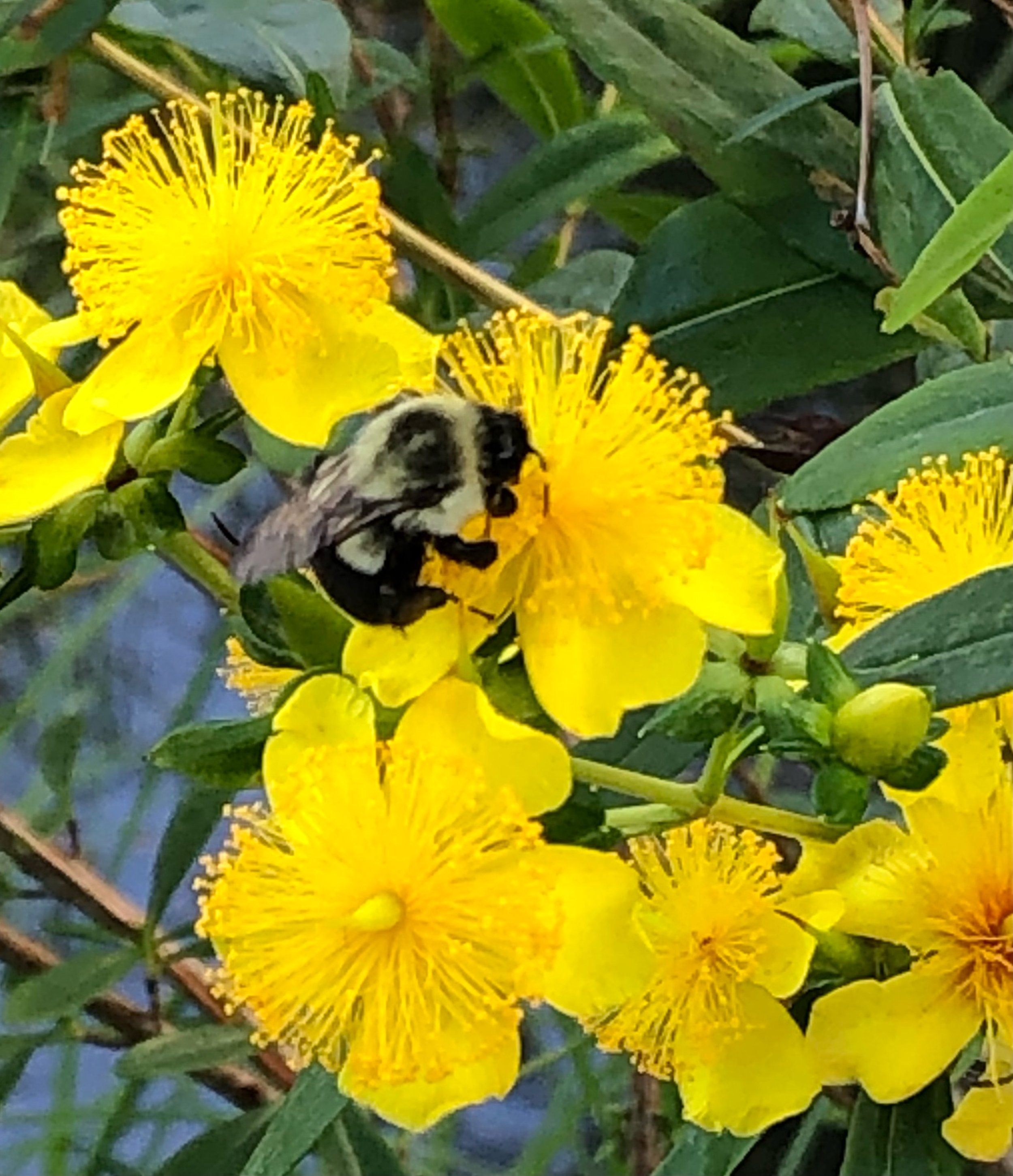 bee on a flower.jpeg