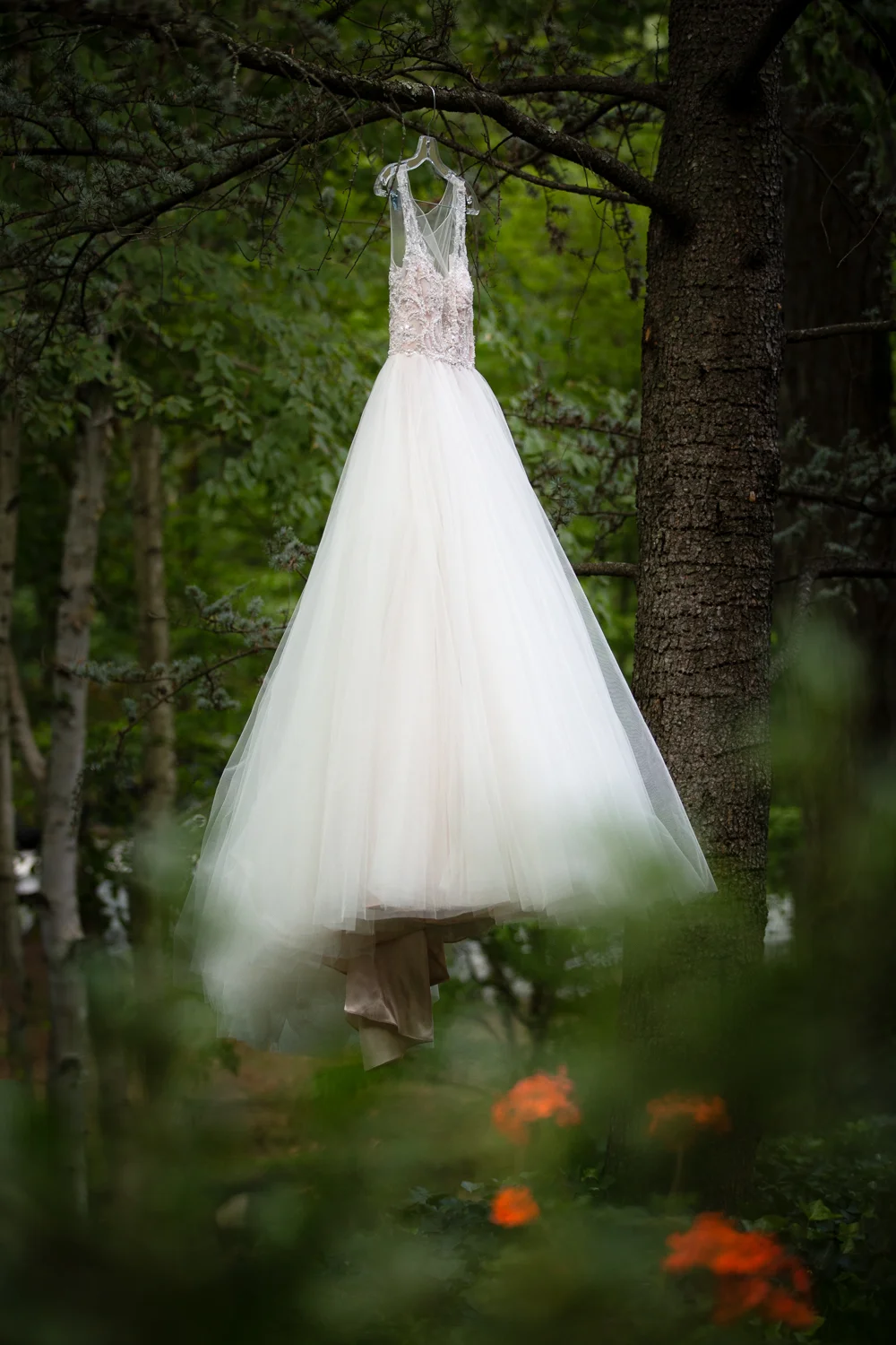 Photo of wedding dress hanging in a tree