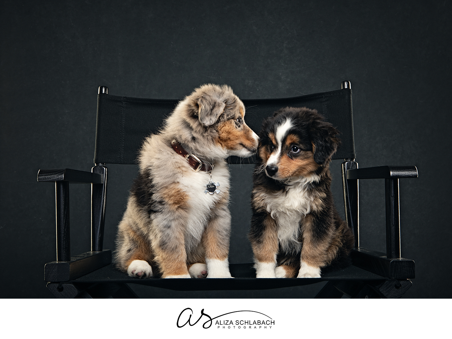 Photo of 2 puppies on a director chair