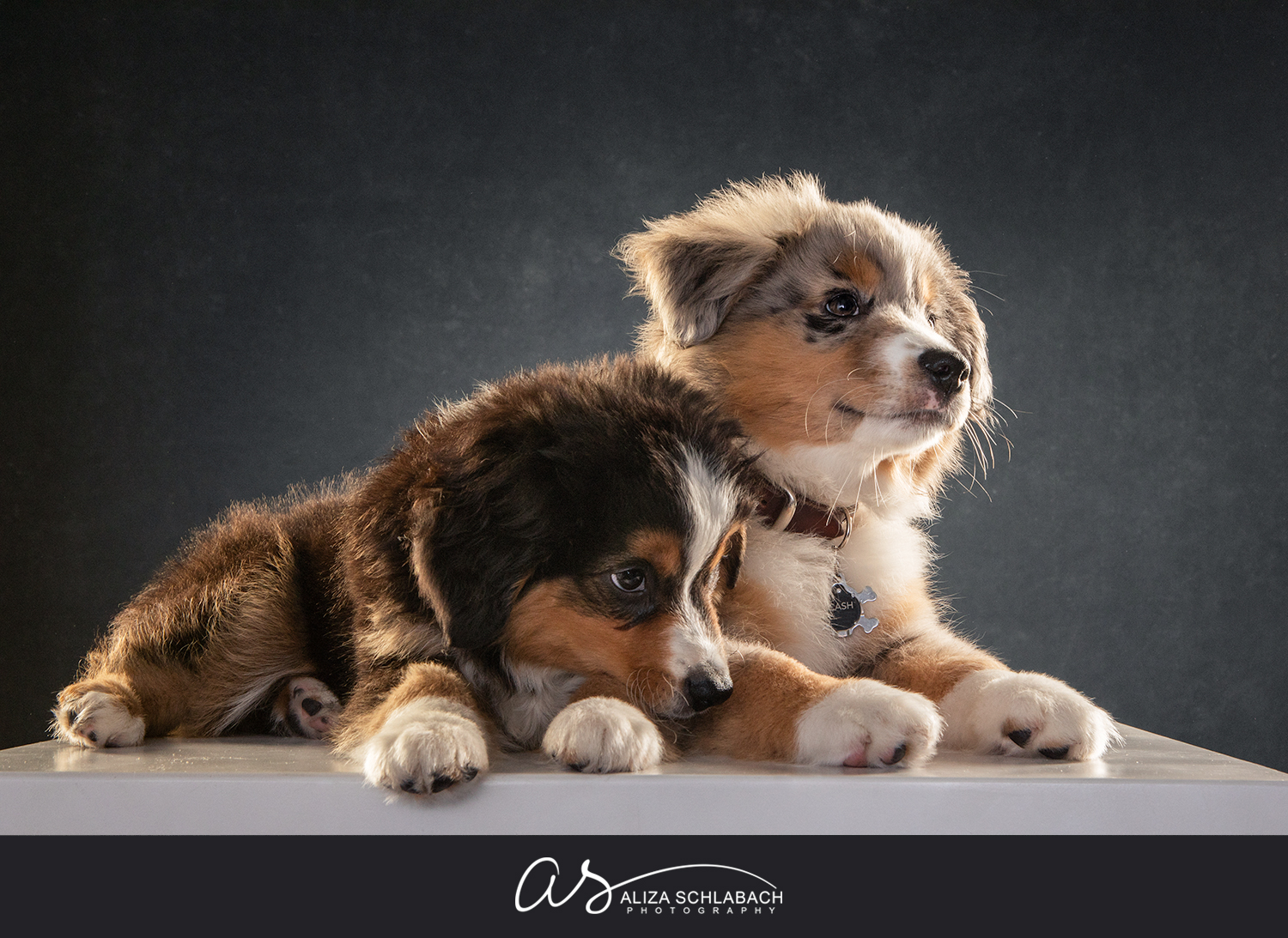 Portrait of 2 puppies