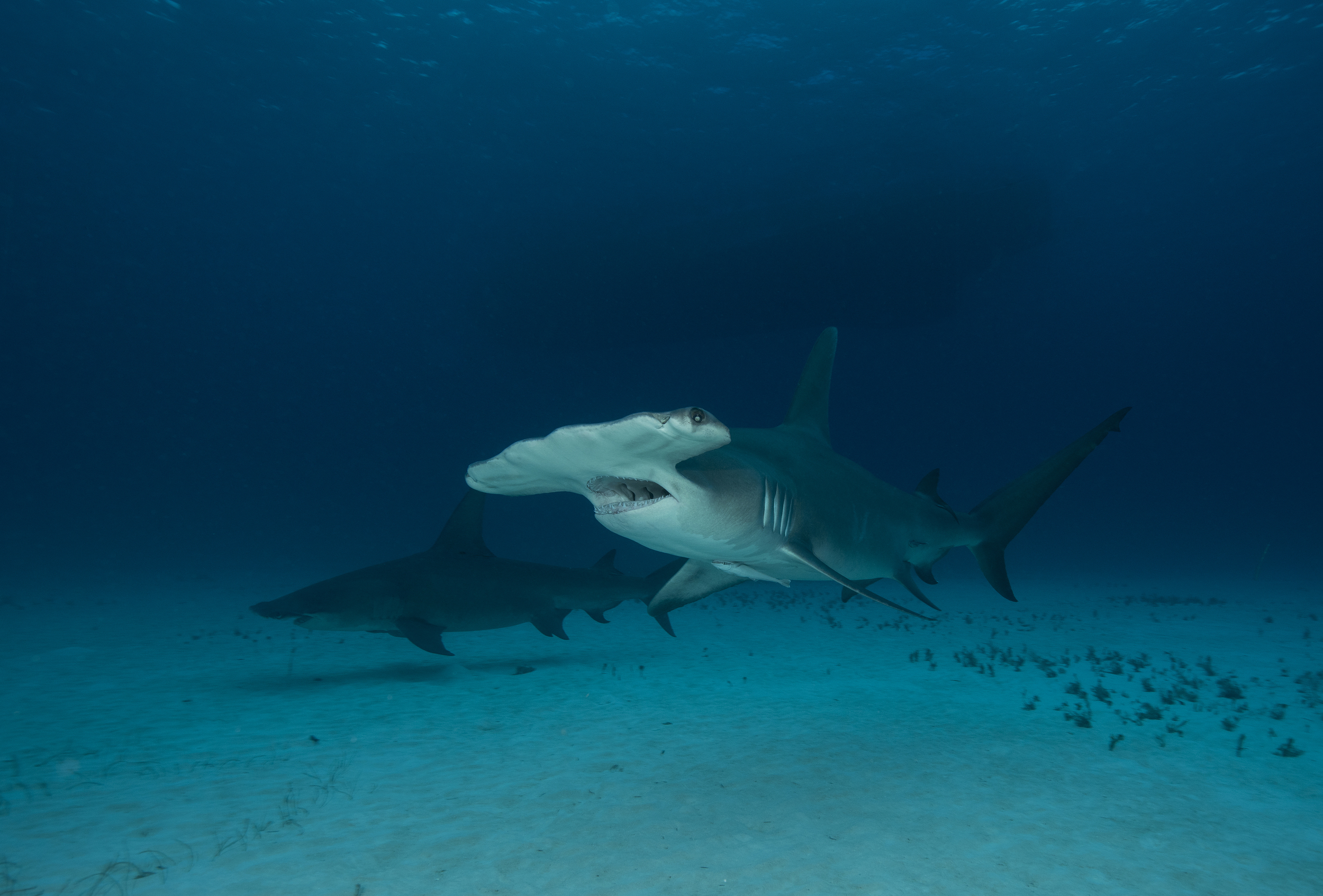 Two Hammerhead Sharks #1.jpg