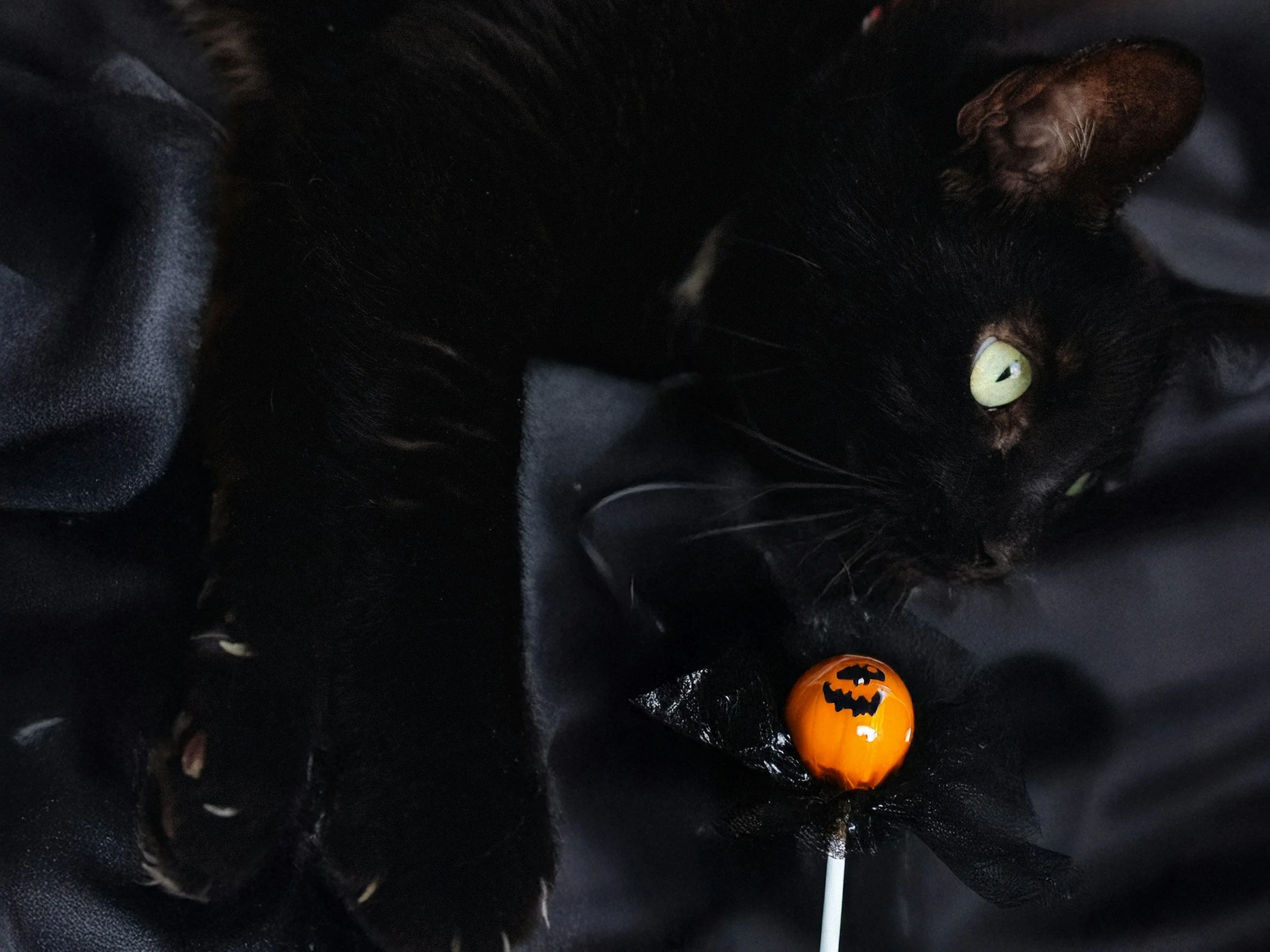 Black Cats - Horror Addicts