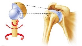 The arm (humerus) connects to the skeleton through a Ball & Socket joint.