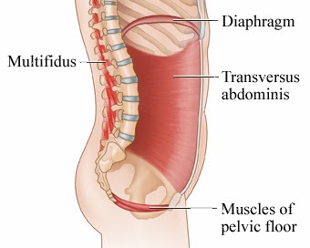 The transversus abdominis is the deepest core muscle that wraps around the trunk, starting from the lower back.