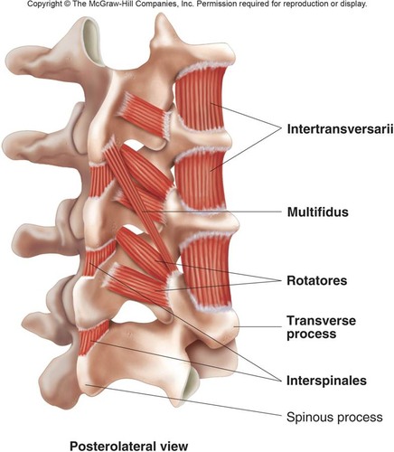 The multifidus are tiny but important stabilizing muscles. They are the antagonist to the rectus abdominus.