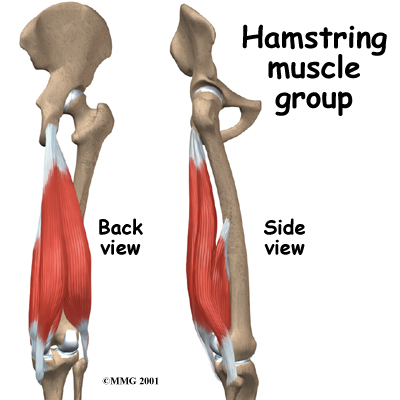 Note that part of the bicep femoris (long head) starts at the pelvis while the short head starts at the femur.