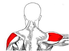 The deltoids are muscles that lift our arms. Source: musclebuildingprogram.org