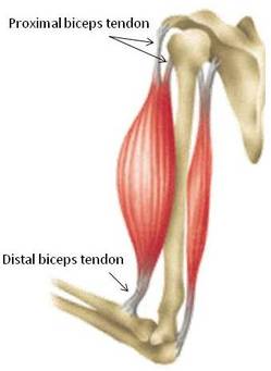 The biceps connect to the bones through tendons.