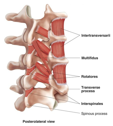 Even though the muscles between our spinal discs are tiny, they relay important position and movement signals to the brain.