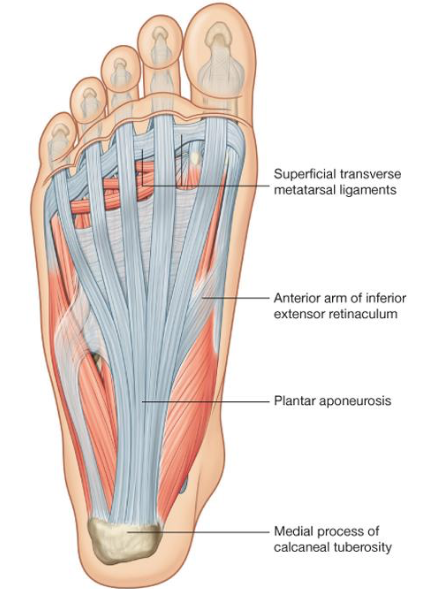 Plantar aponeurosis. Source: Drake, Gray's Anatomy for Students, 2nd Edition