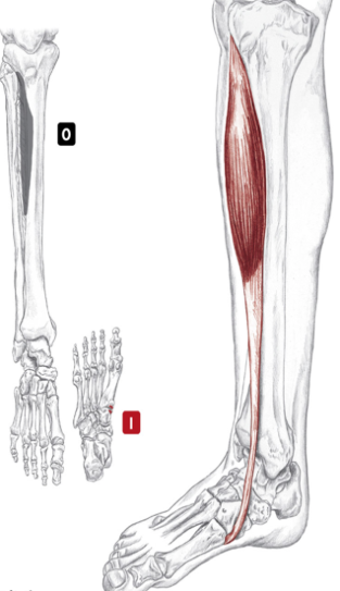 When we lift/ flex our foot, we are using not only our feet muscles but also those connected to our calves. One of them is the tibialis anterior muscle, which originates on the upper front of our calf bone, the tibia. Diagram: Studyblue.com