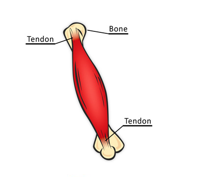 A muscle attached to bones by tendons at opposite ends