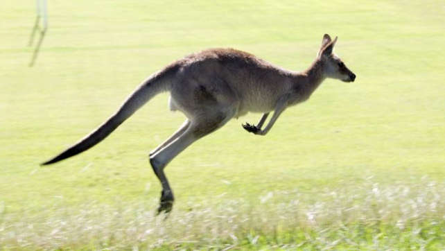 Muscle contractions do not fully explain the forceful jumps of kangaroos. Photo: BBC.com