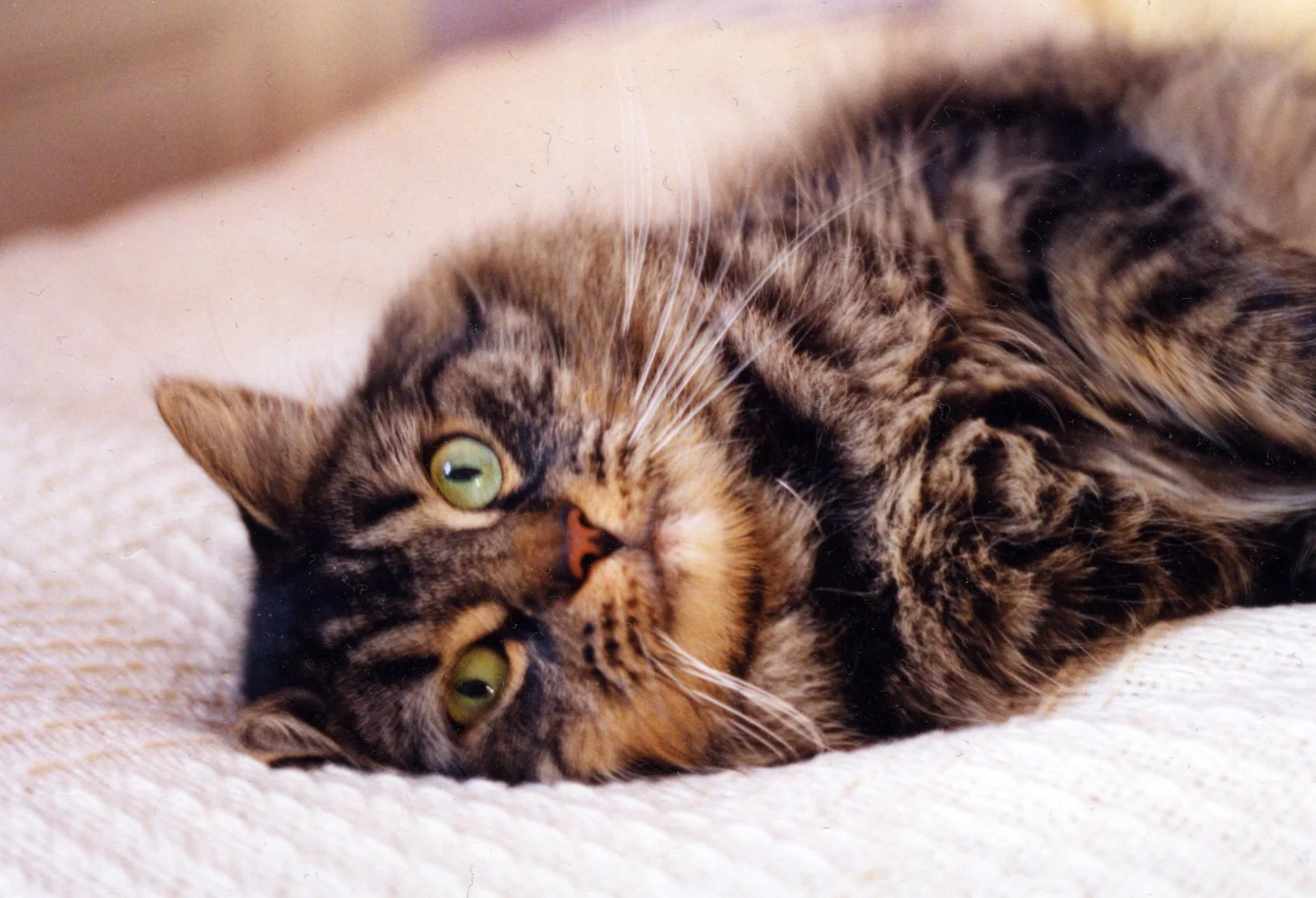 Kitty Wilhelmina (1995 -2009)