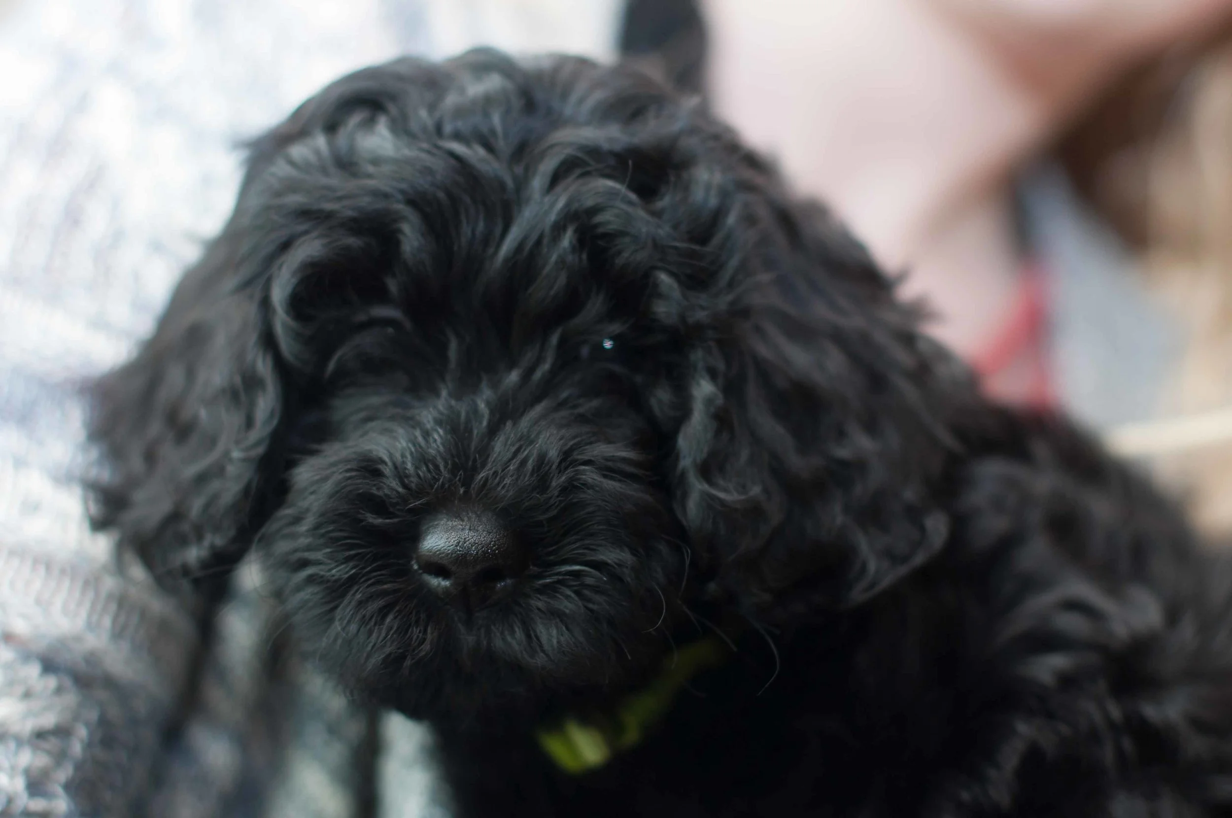 Henstroms Get a Puppy (4 of 254).jpg