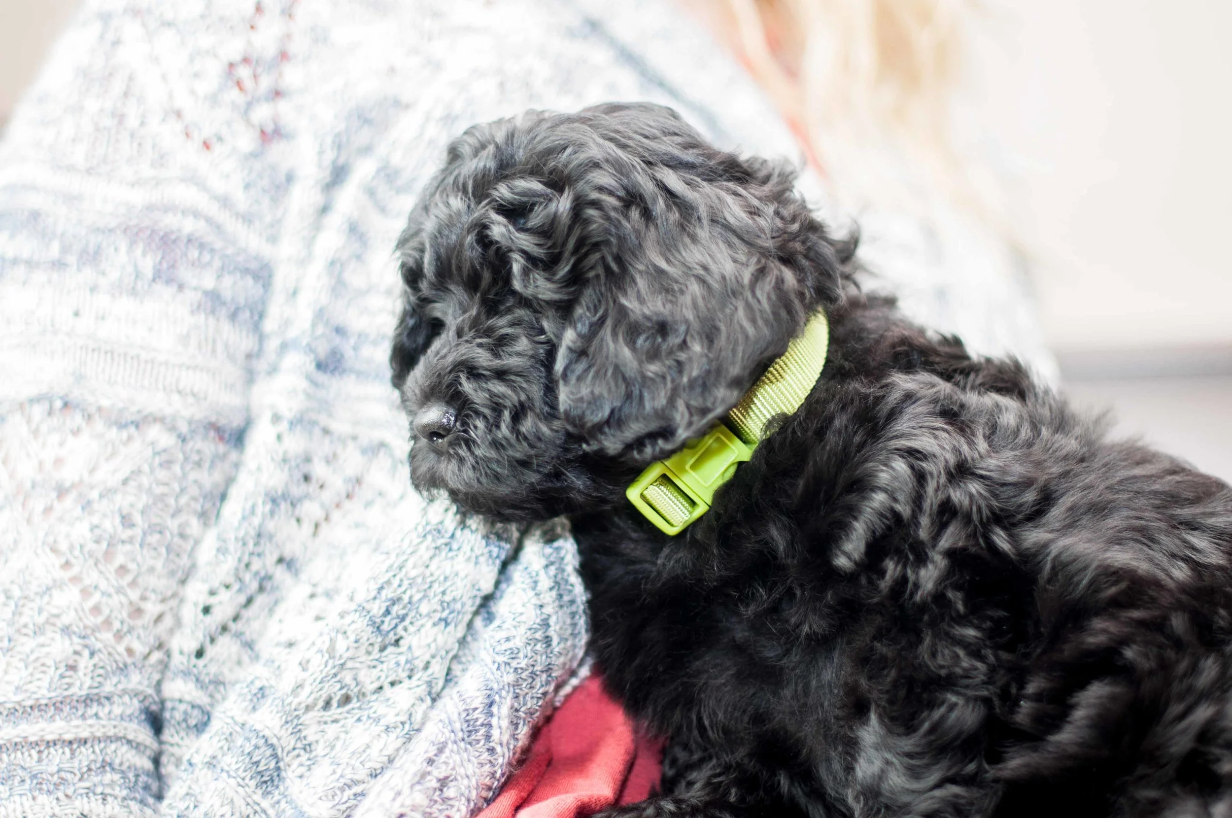 Henstroms Get a Puppy (10 of 254).jpg