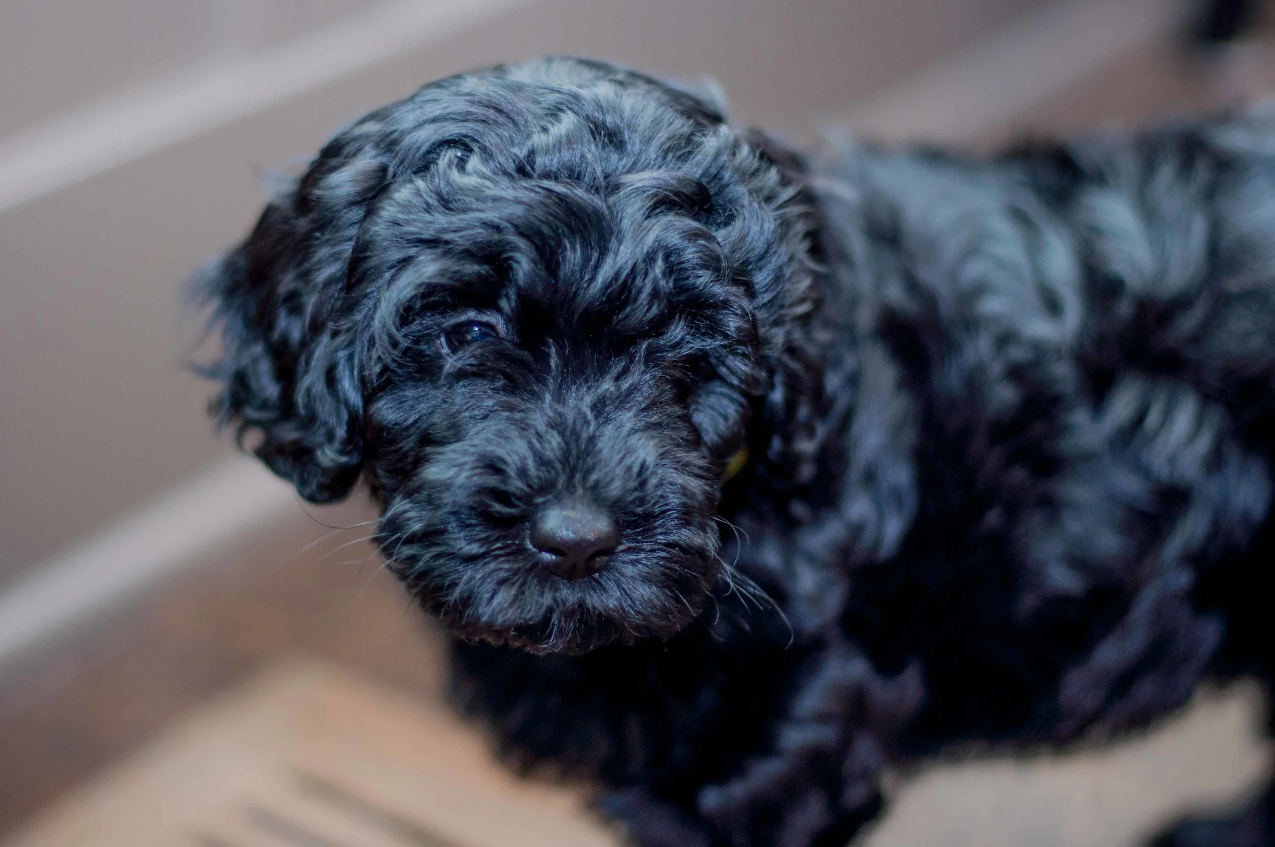 Henstroms Get a Puppy (13 of 254).jpg
