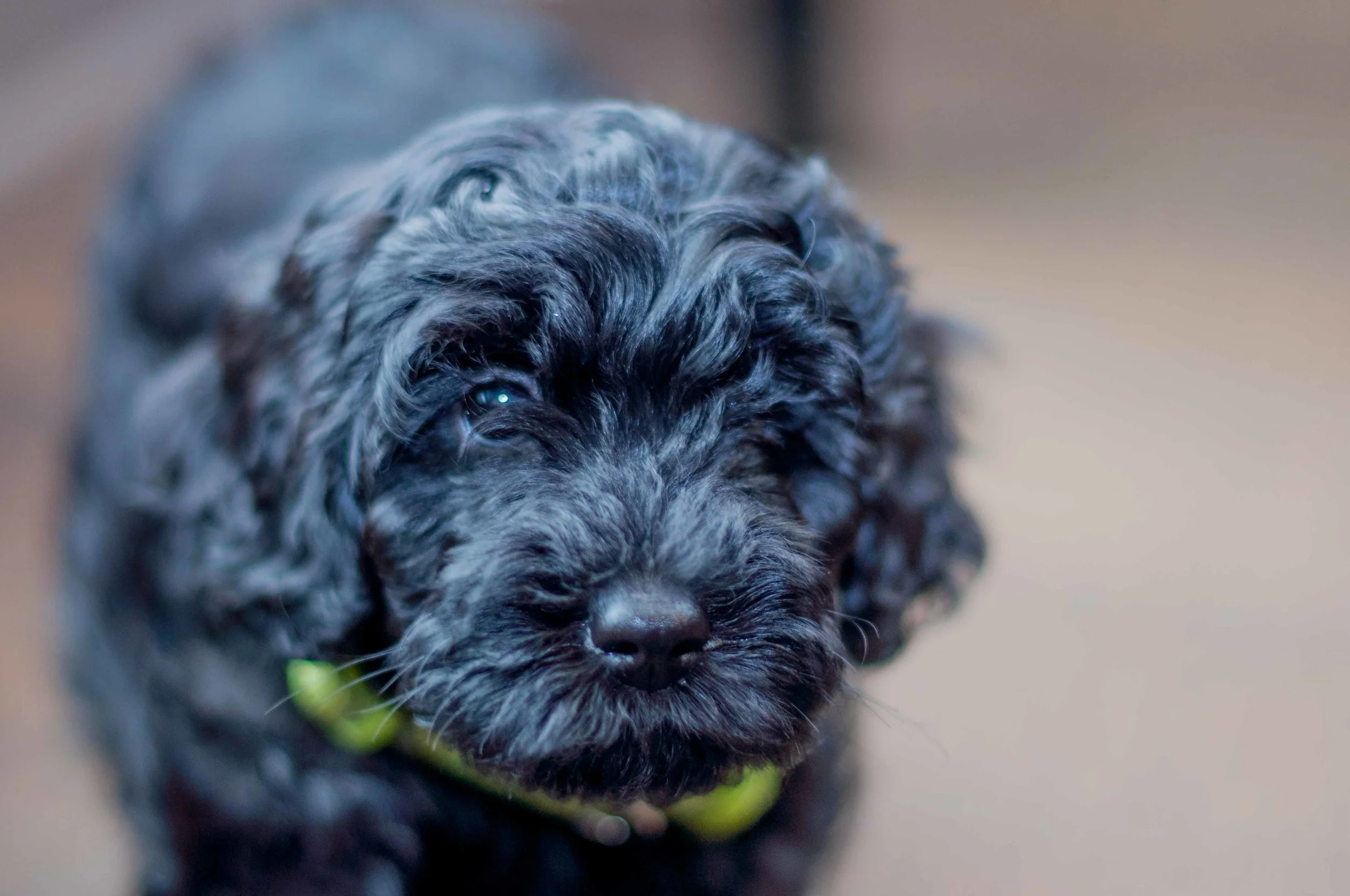 Henstroms Get a Puppy (15 of 254).jpg