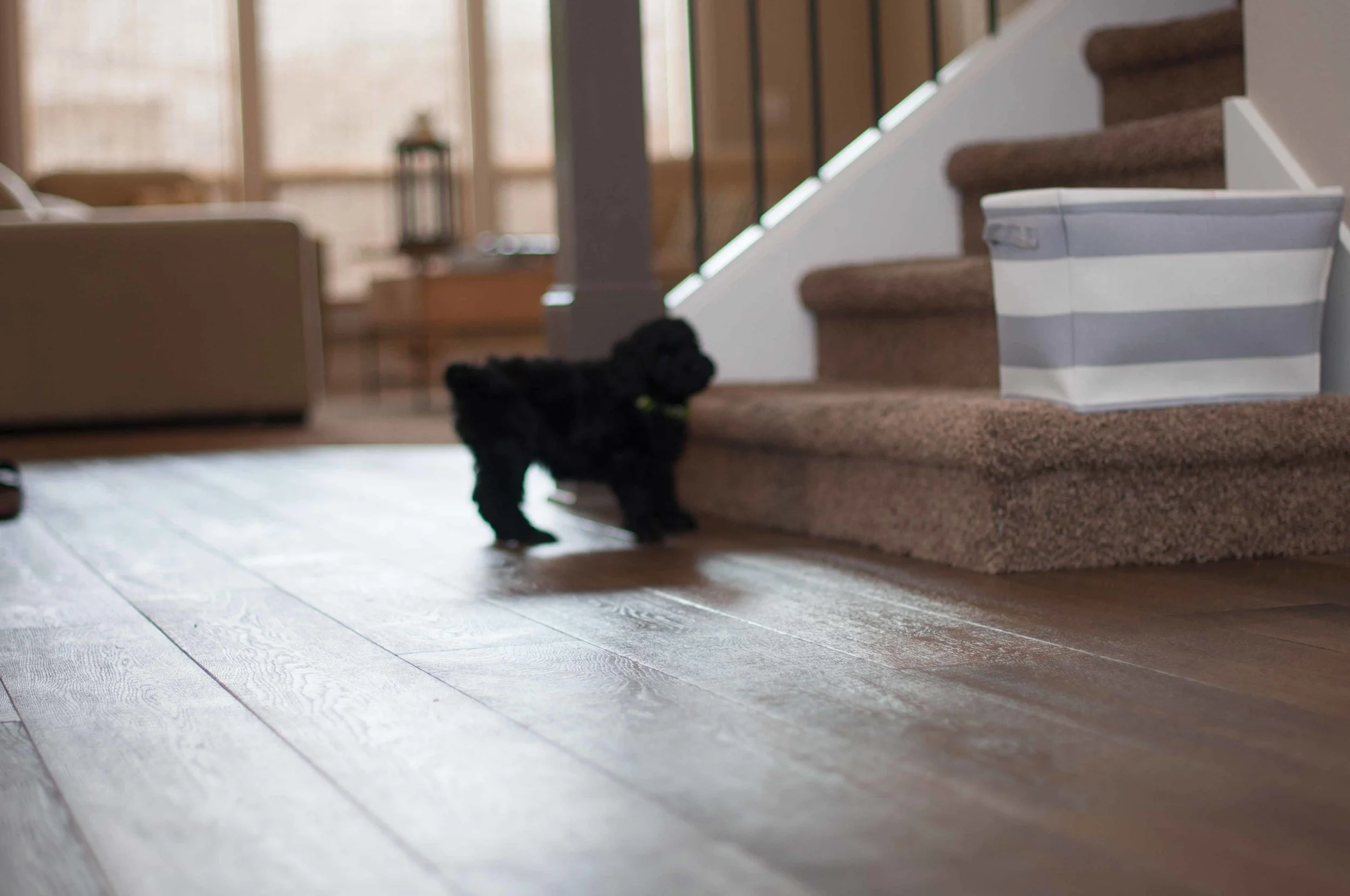 Henstroms Get a Puppy (21 of 254).jpg