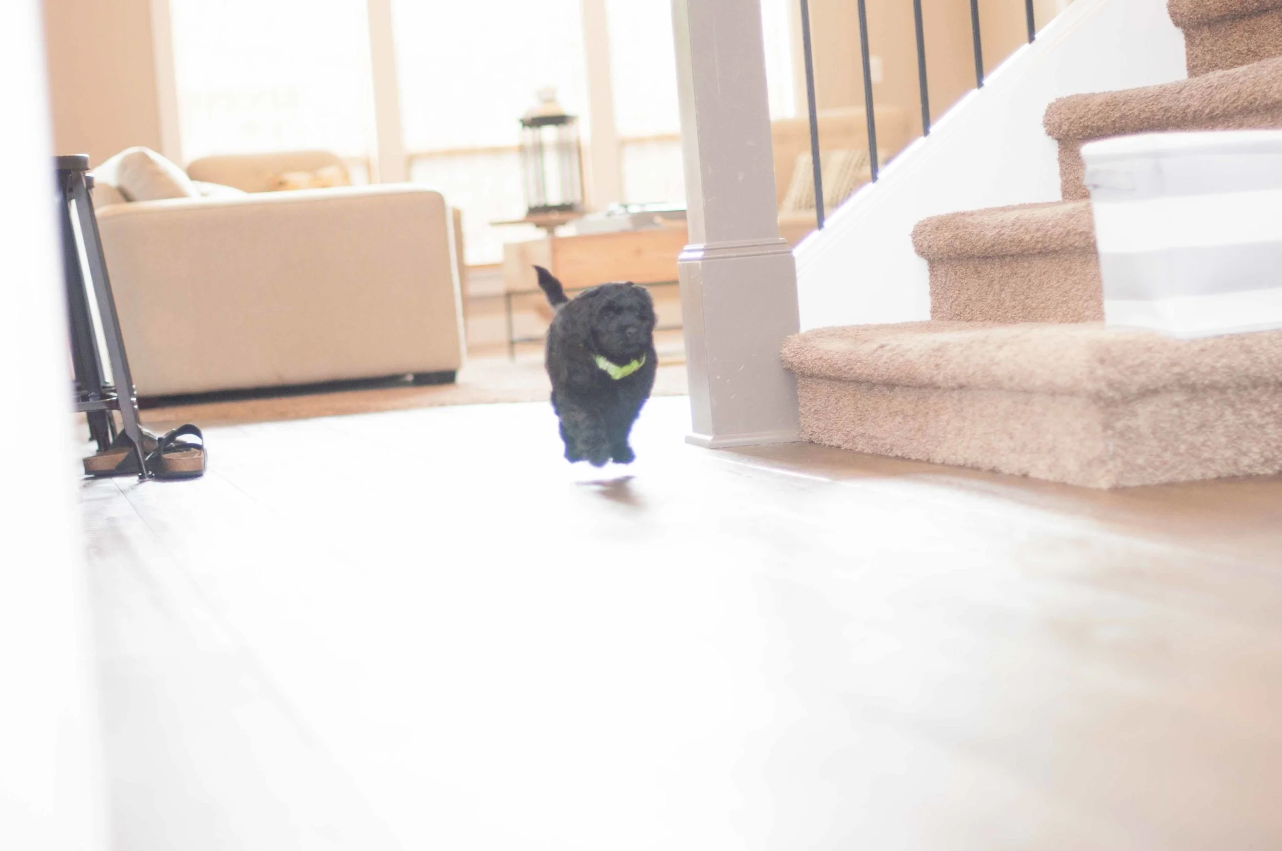 Henstroms Get a Puppy (25 of 254).jpg
