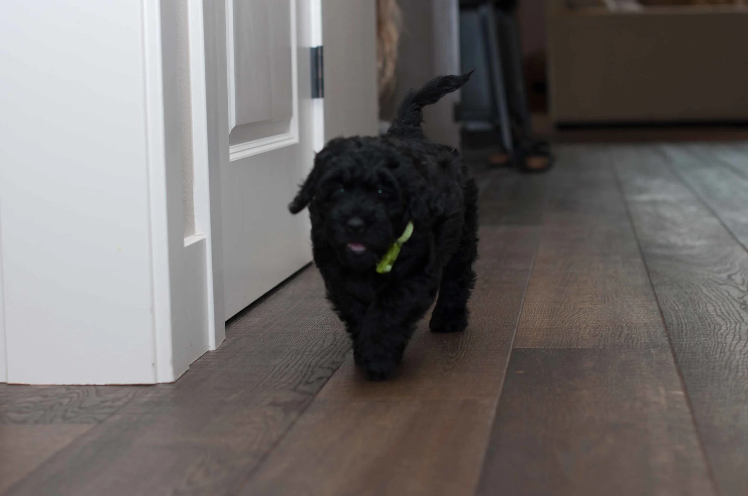 Henstroms Get a Puppy (33 of 254).jpg
