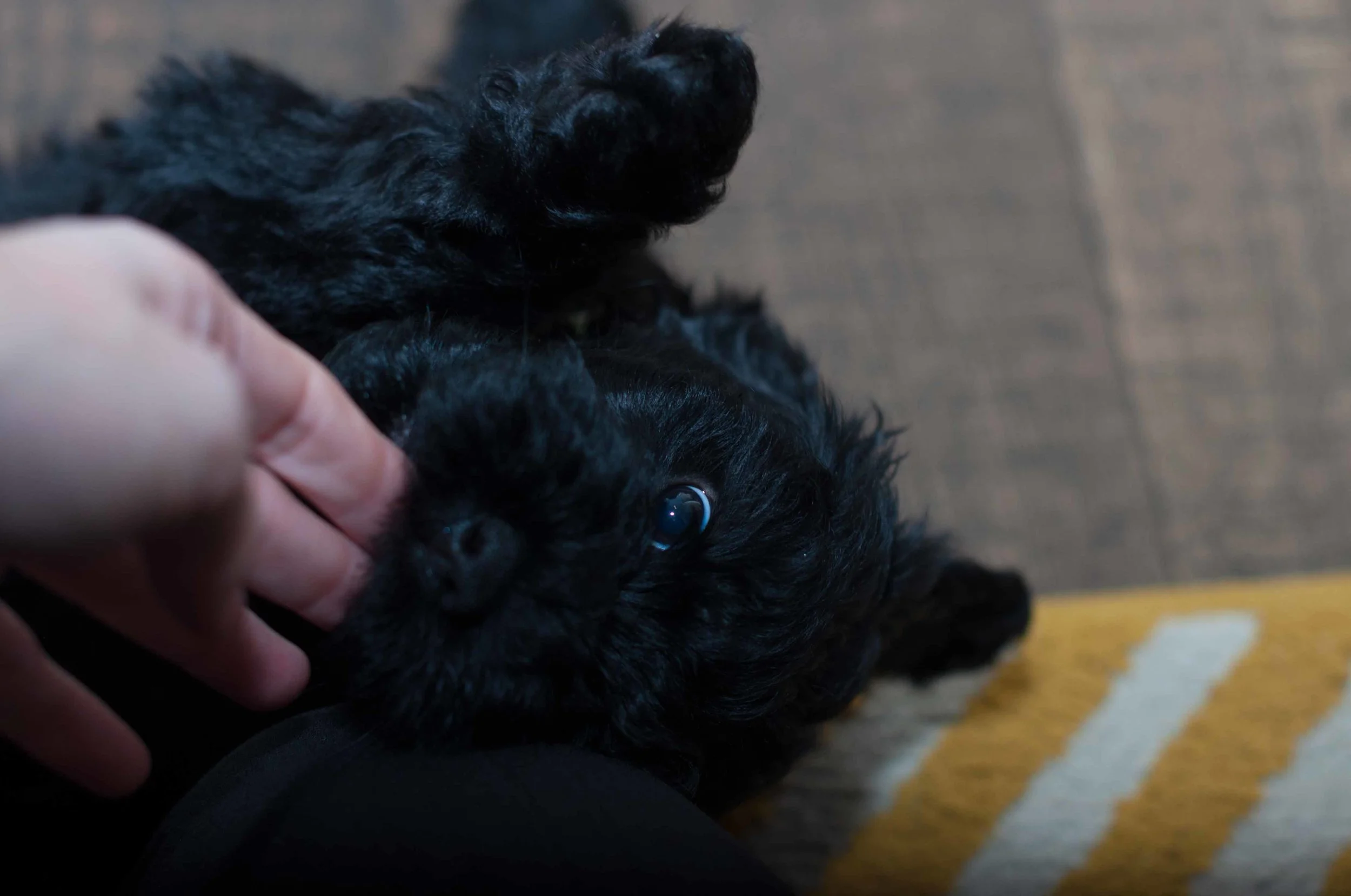 Henstroms Get a Puppy (37 of 254).jpg