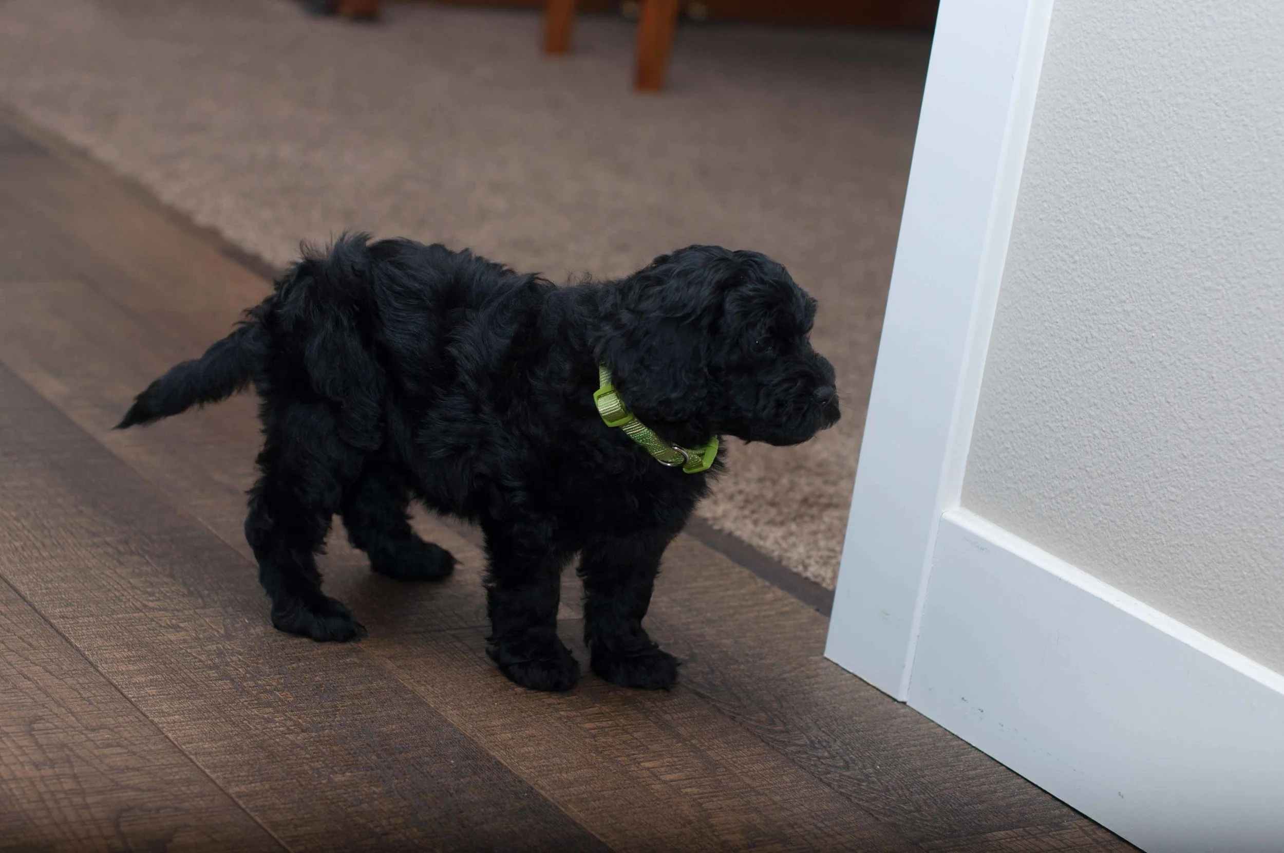 Henstroms Get a Puppy (44 of 254).jpg