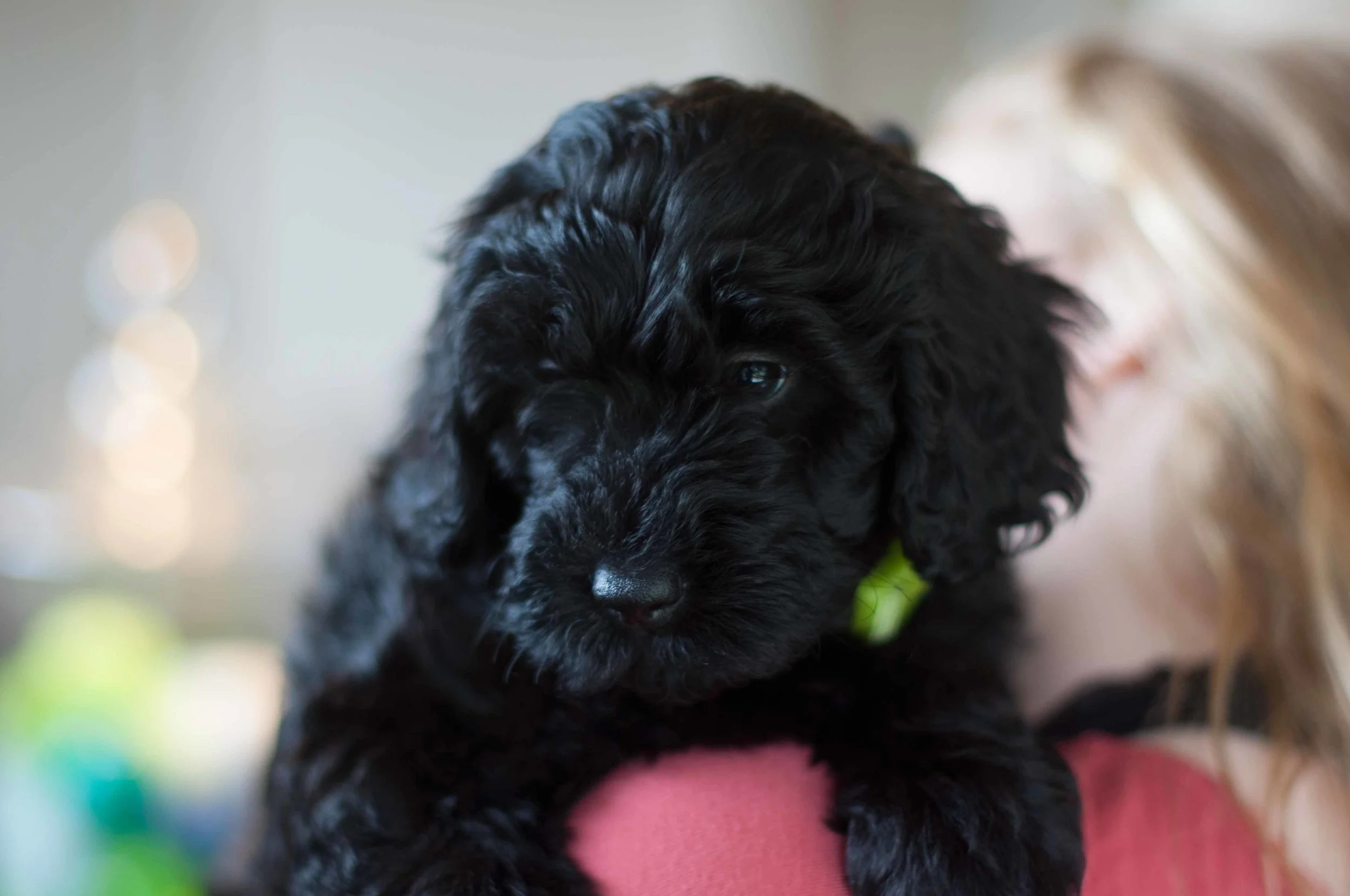 Henstroms Get a Puppy (54 of 254).jpg