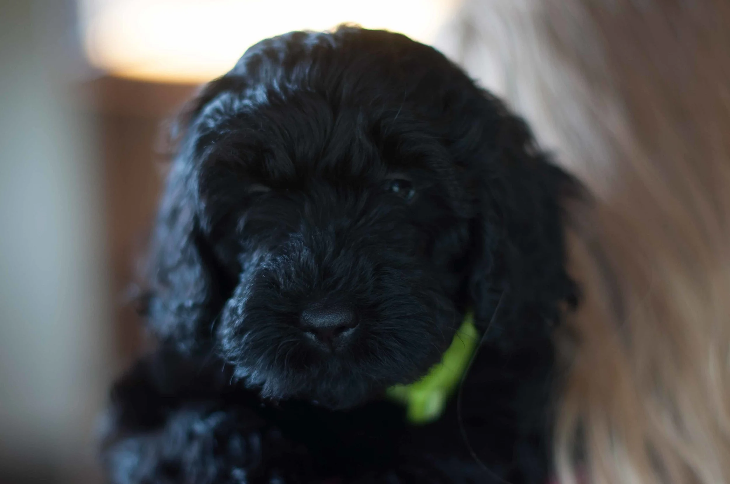 Henstroms Get a Puppy (56 of 254).jpg