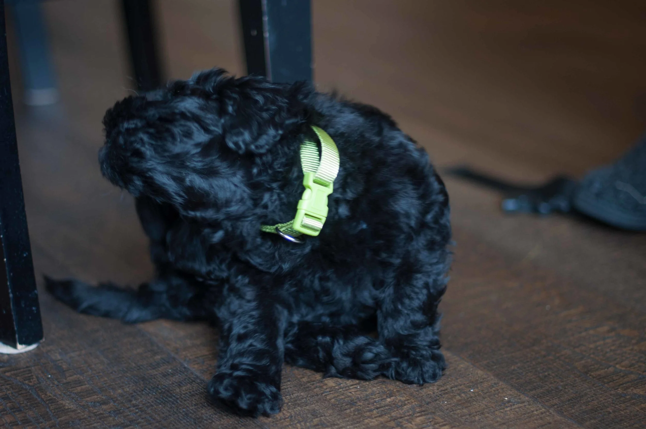Henstroms Get a Puppy (57 of 254).jpg