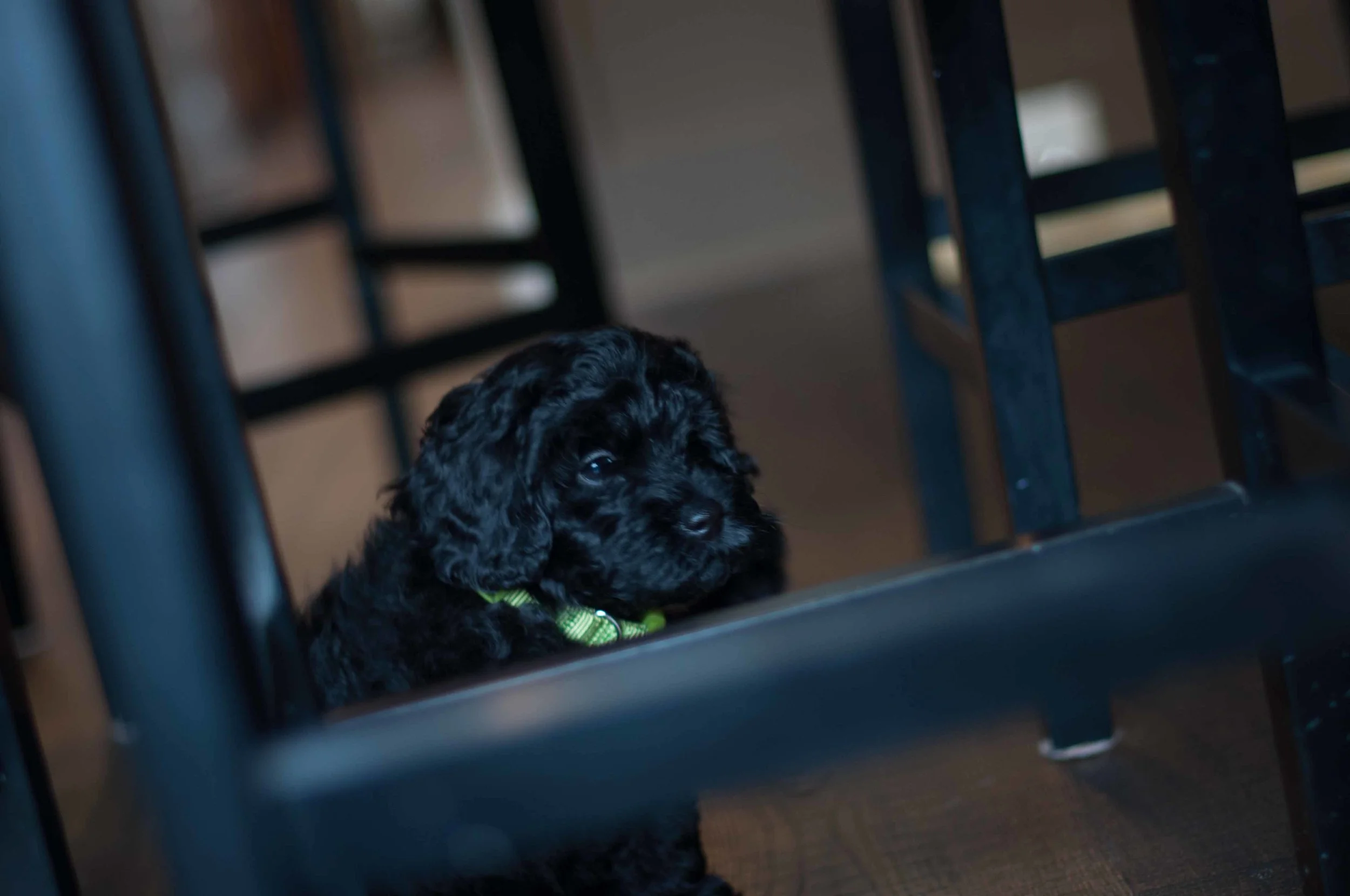Henstroms Get a Puppy (64 of 254).jpg
