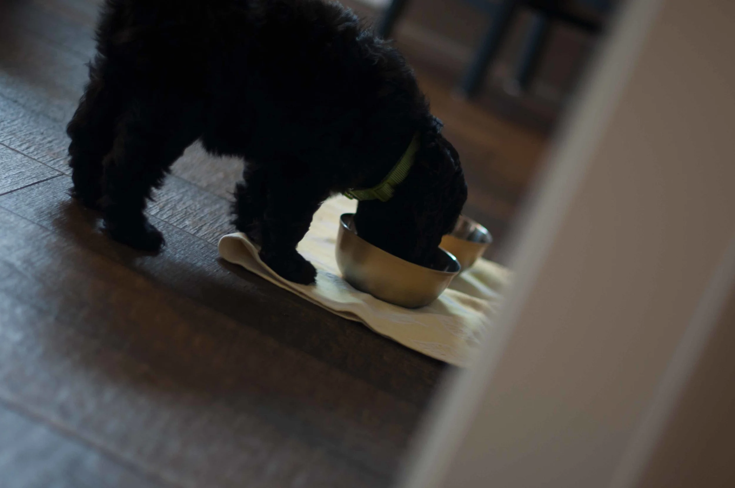 Henstroms Get a Puppy (73 of 254).jpg