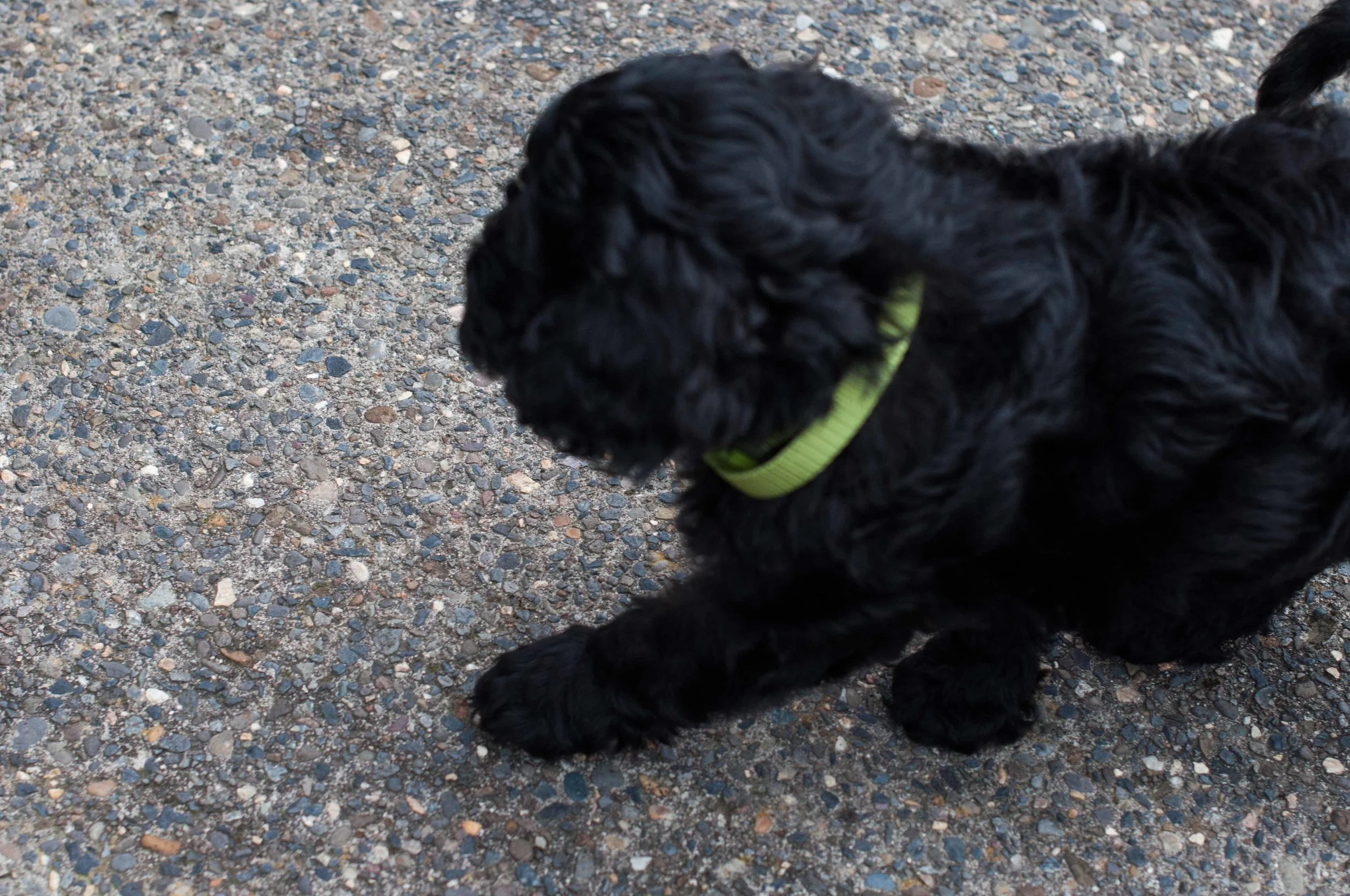 Henstroms Get a Puppy (175 of 254).jpg