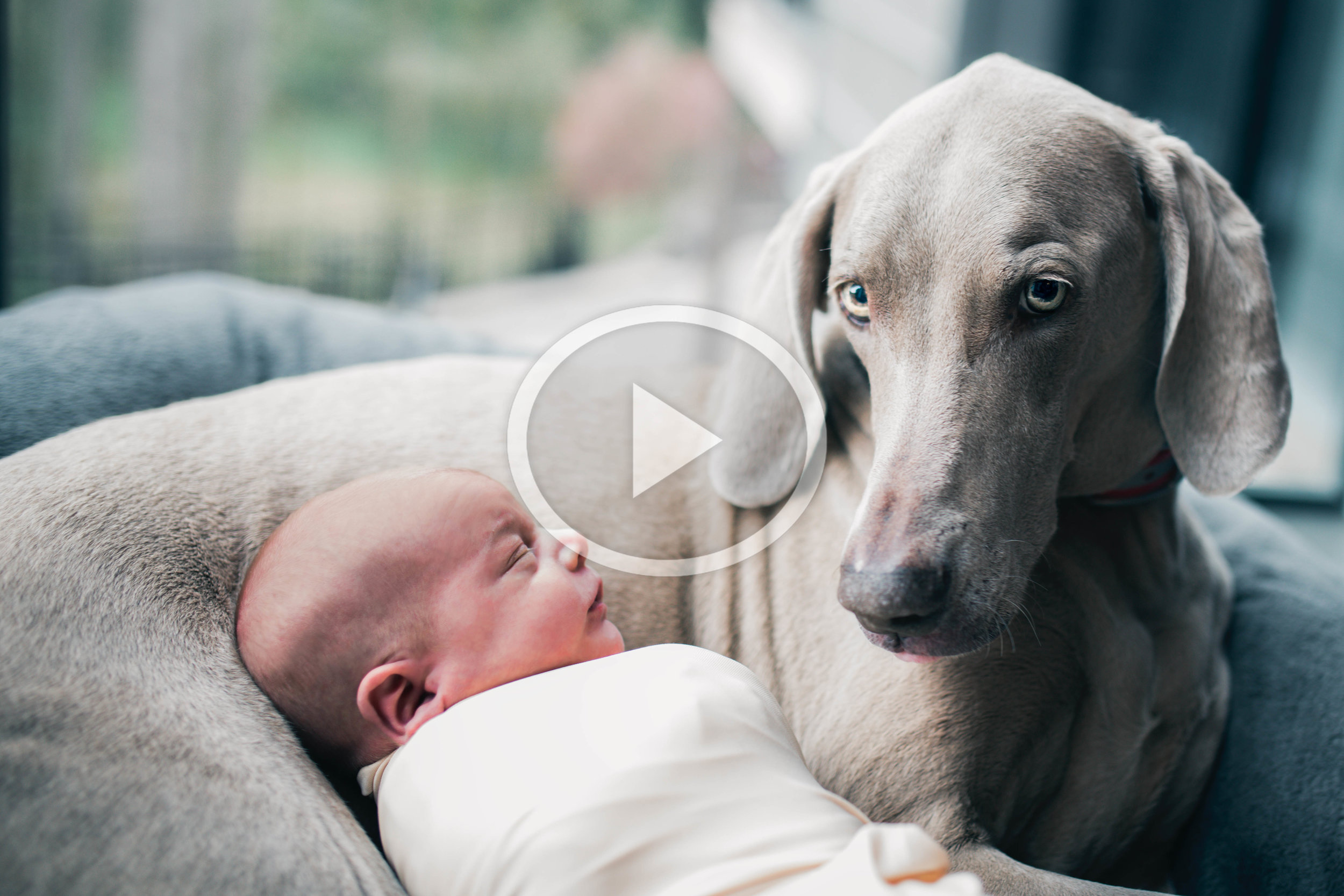 weimaraner newborn