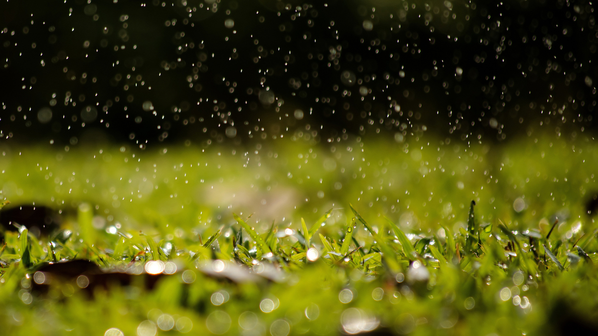 Simply Grass Kingston Lawn Image (5).jpg
