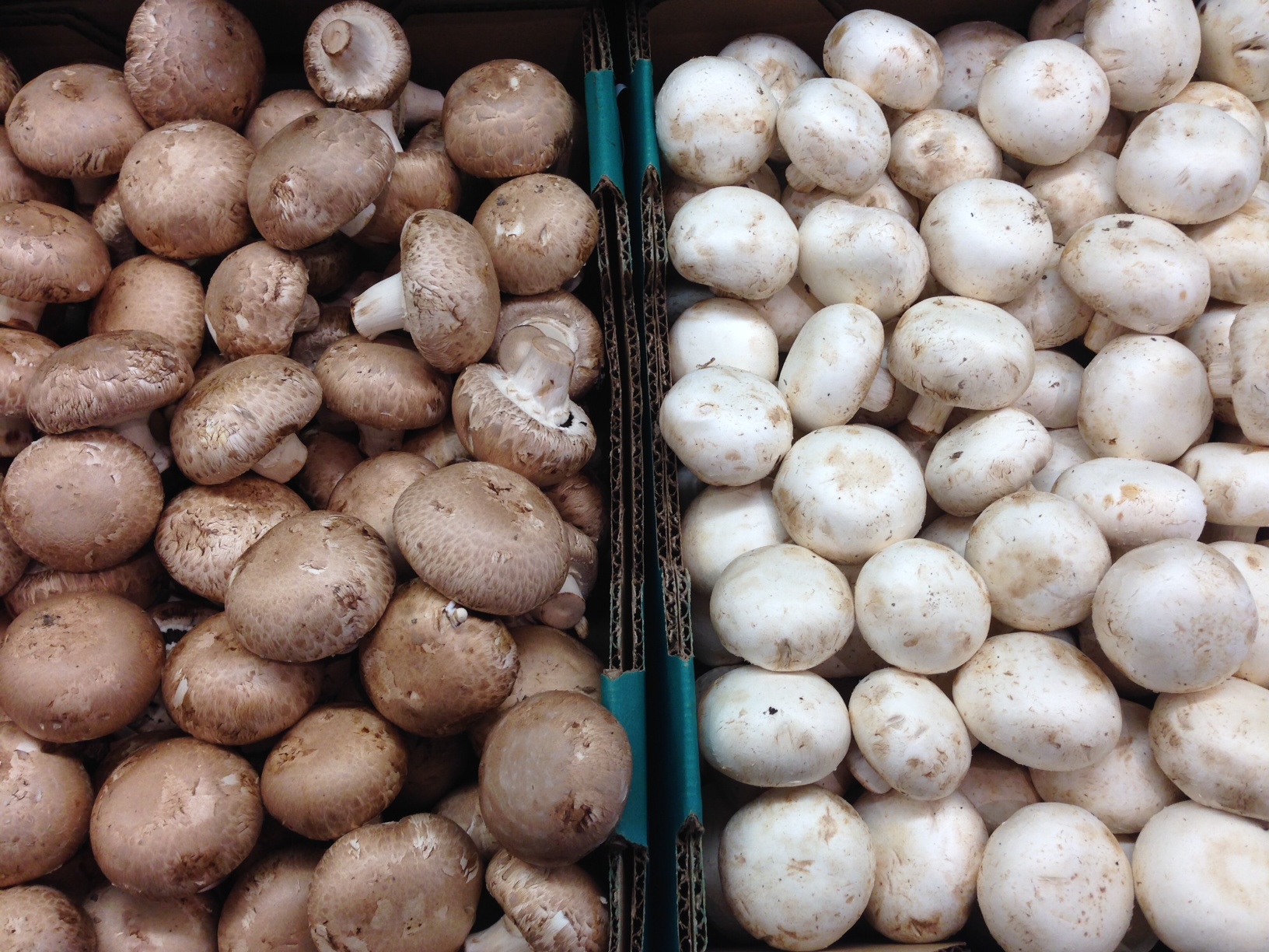 Ostrom's Mushrooms