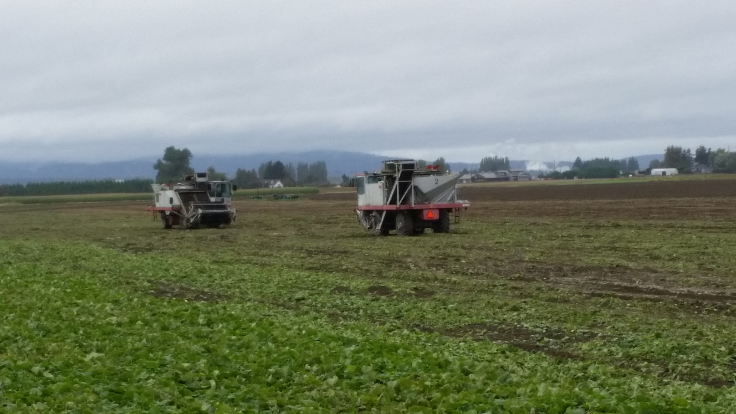 Cucumber Pickers