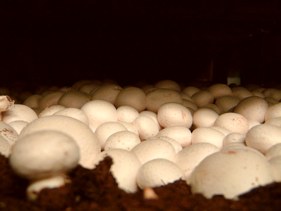 Mushrooms Growing