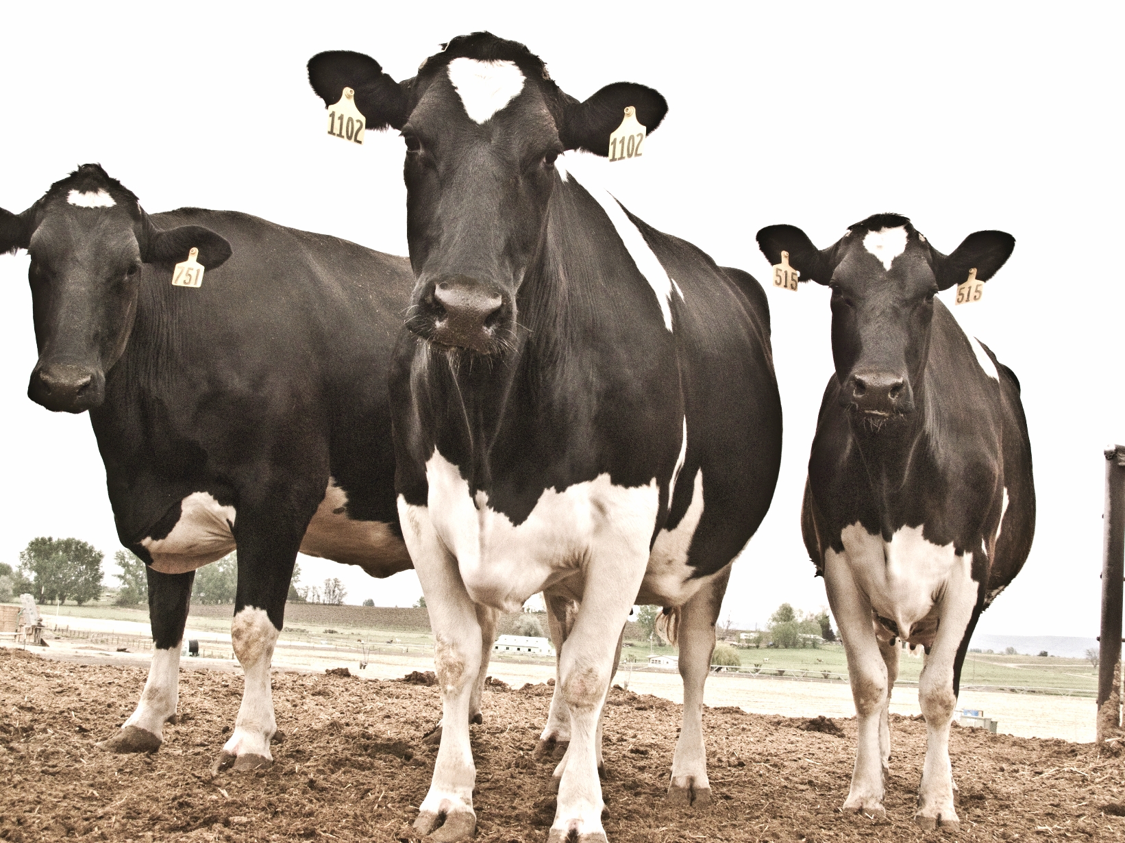 Happy Cows