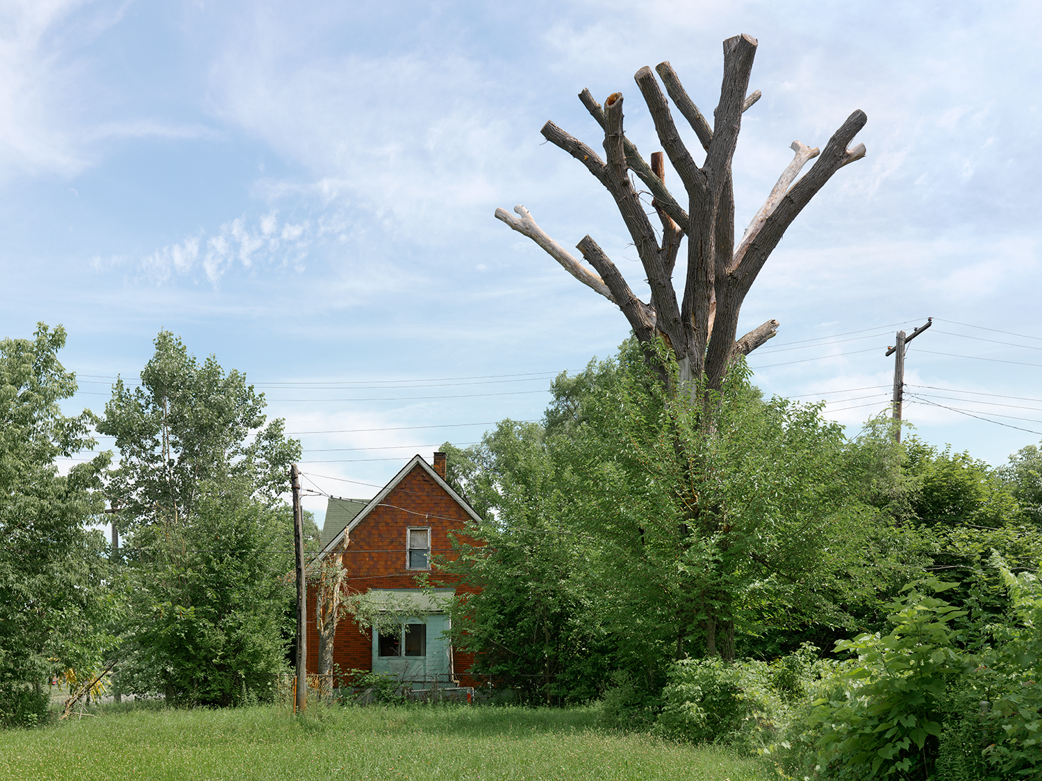 Tree-Stump-17,-Detroit-2011.jpg