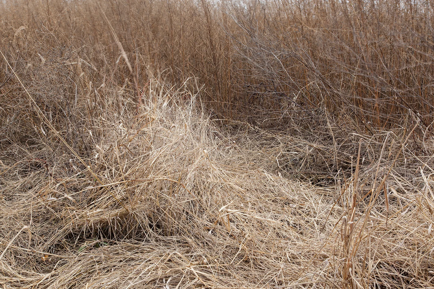 8.1500.Wasteland-Ecology.0004.jpg