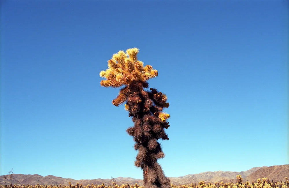 Untitled-(Joshua-Tree-CA),-2014.jpg