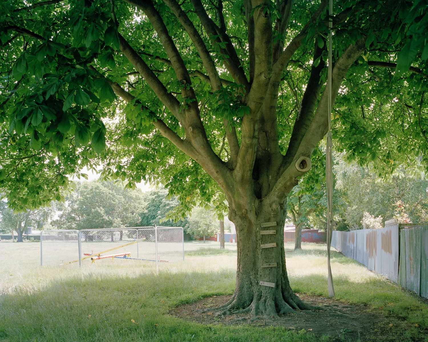 Image by: Tim Veling