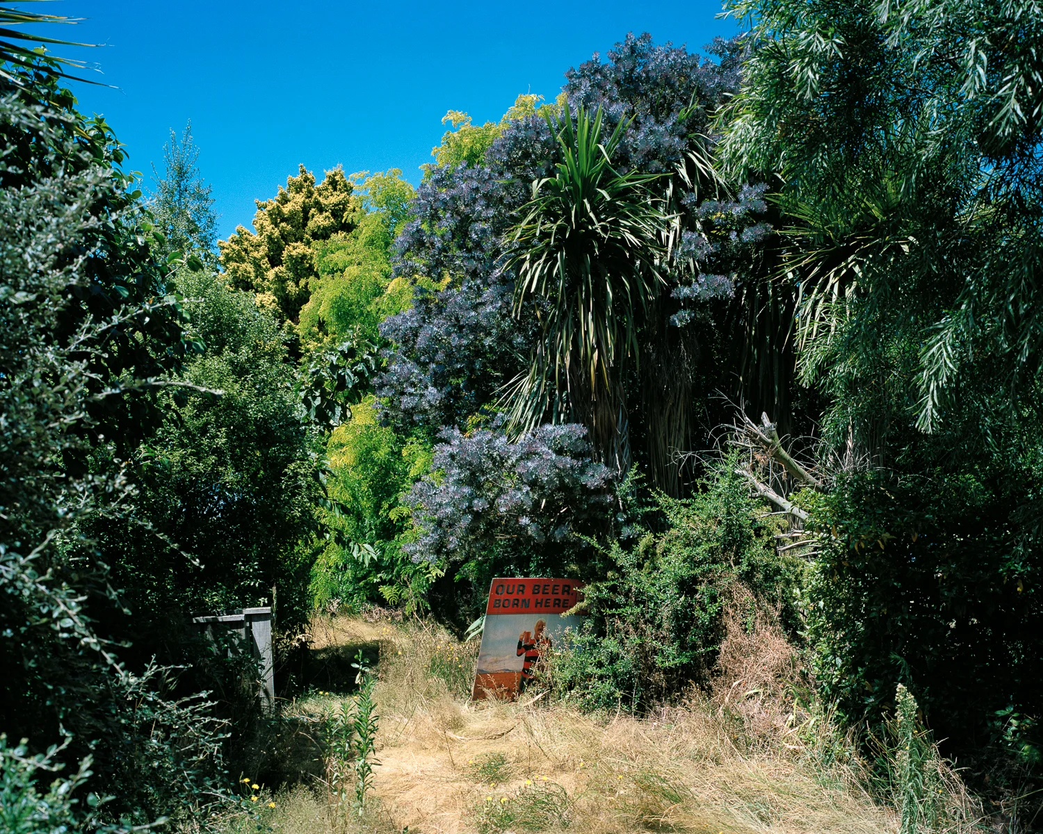 Image by: Tim Veling