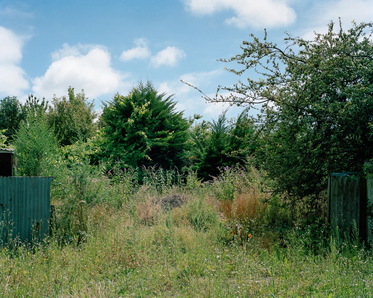 Image by: Tim Veling