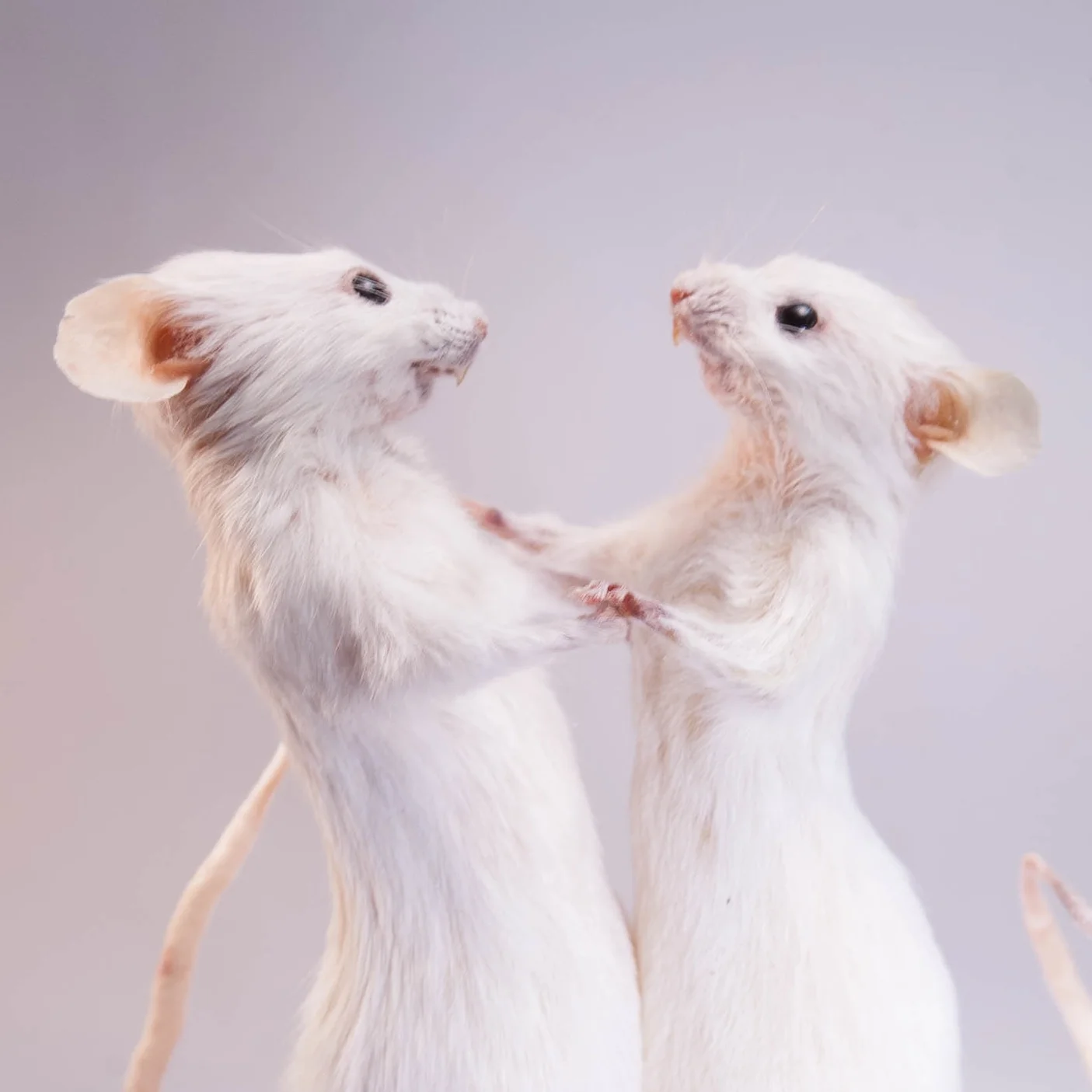  Taxidermy Mouse Tiny Dancers 