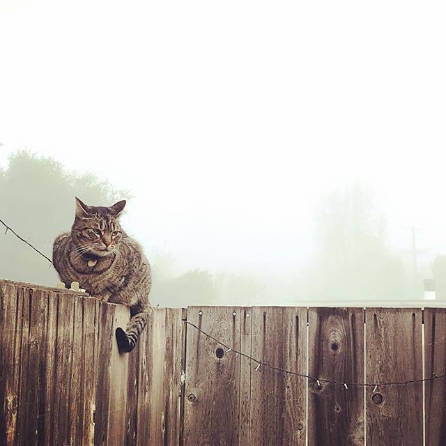 Morning fog with Mackerel on the fence 🐱🐈😻#cat #fog #fence