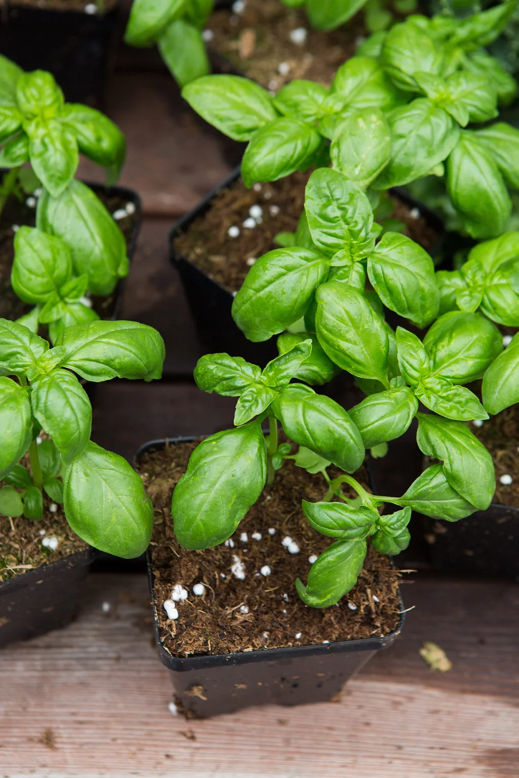 2015_southloop_farmersmarket_lowres-025.jpg